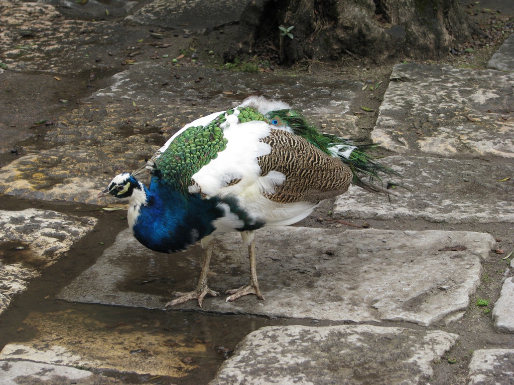 a castle peacock